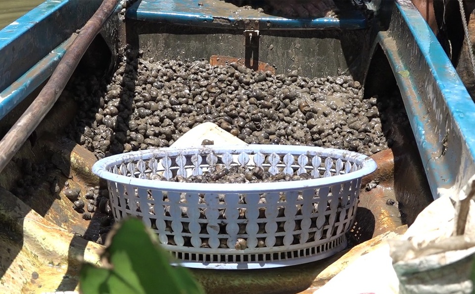 Tuyệt chiêu bắt ốc giúp lão nông Đồng Tháp bỏ túi gần triệu đồng mỗi ngày - 3 Tuyệt chiêu bắt ốc giúp lão nông Đồng Tháp bỏ túi gần triệu đồng mỗi ngày - 3