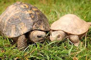 Rùa “phải lòng” hàng giả 