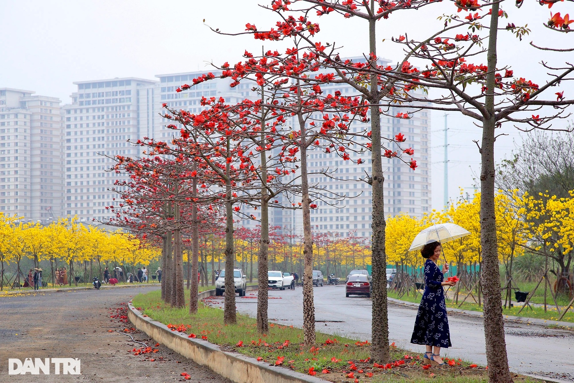 Đẹp ngỡ ngàng đường hoa phong linh nở vàng rực rỡ ở Hà Nội - 6 Đẹp ngỡ ngàng đường hoa phong linh nở vàng rực rỡ ở Hà Nội - 6