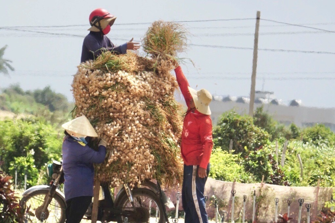 Người dân đảo Lý Sơn lao đao với vàng trắng - 1 Người dân đảo Lý Sơn lao đao với vàng trắng - 1