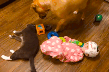 Dễ thương như tình bạn của bé và thú cưng