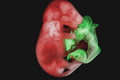 Nobel hoá học lại thuộc về Mỹ và Nhật Bản 