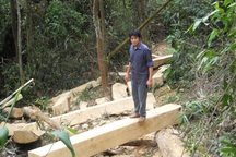 Đột nhập “công trường” phá rừng nguyên sinh (video)