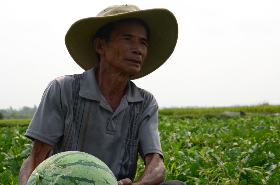 Quảng Ngãi: Xót xa cảnh dưa hấu chín rục ngoài đồng - 7 Quảng Ngãi: Xót xa cảnh dưa hấu chín rục ngoài đồng - 7