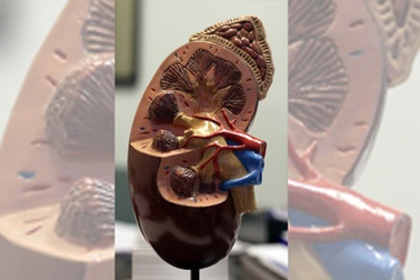 Giảm nguy cơ bệnh tật cho thận