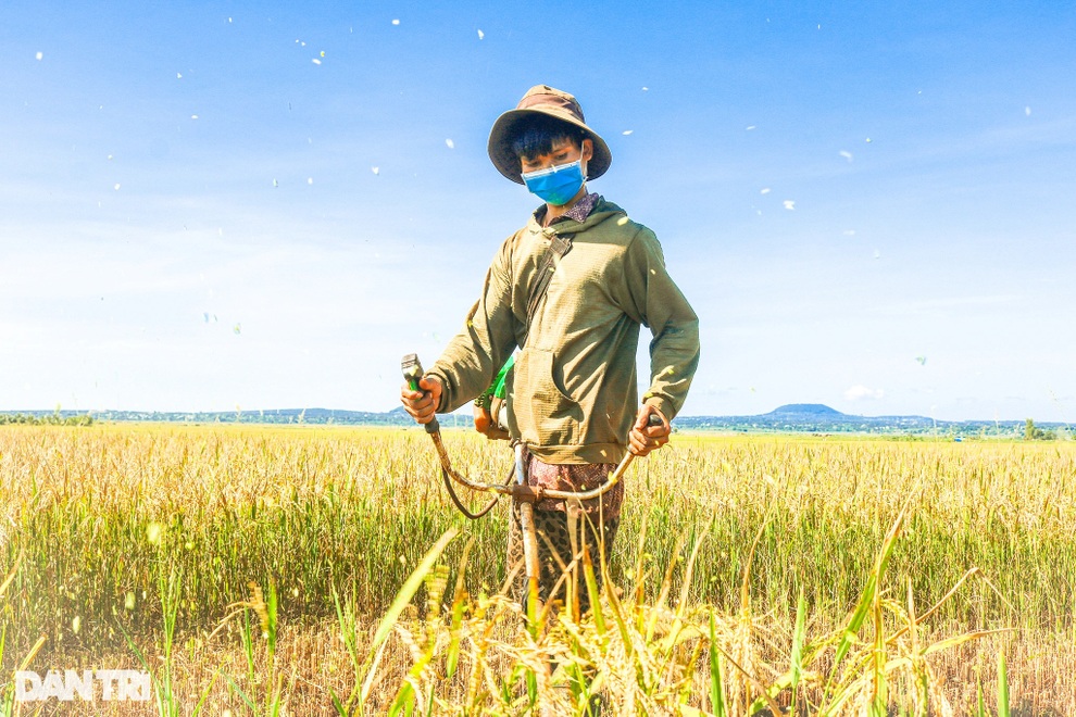 Nông dân chạy đua với thời gian để cứu lúa giữa trưa đứng bóng - 1 Nông dân chạy đua với thời gian để cứu lúa giữa trưa đứng bóng - 1