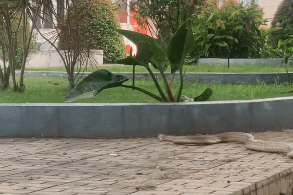 Rắn dài 3m bò vào khuôn viên bệnh viện tại Đắk Lắk là hổ trâu hay hổ chúa? - 1