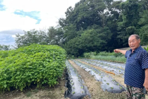 Cảm giác tội lỗi của người 30 năm nuôi chó lấy thịt và ngã rẽ ở tuổi U80