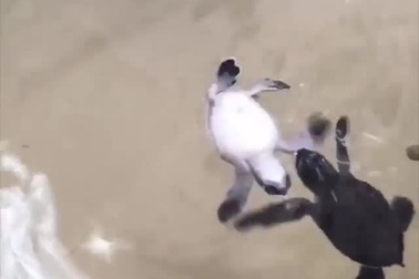 Hình ảnh đáng yêu của chú rùa biển non mới nở