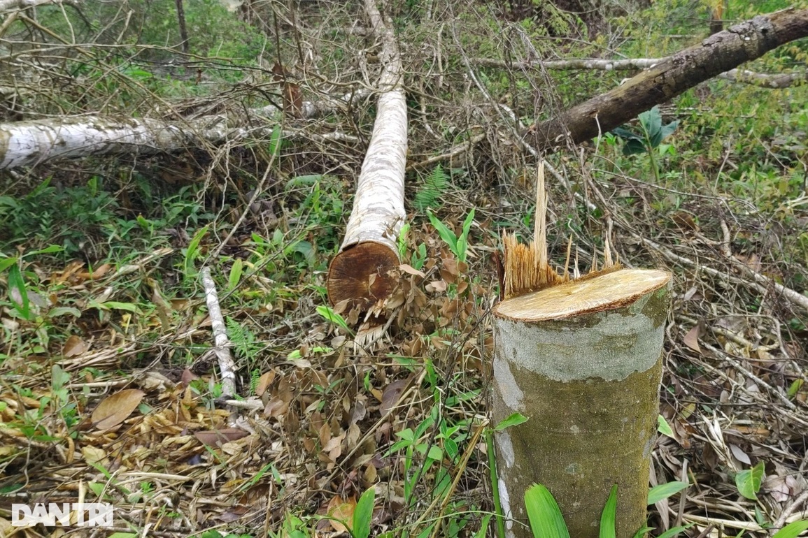 Xót xa hình ảnh những khoảng rừng bị hạ trắng, cây rừng nằm la liệt! - 8 Xót xa hình ảnh những khoảng rừng bị hạ trắng, cây rừng nằm la liệt! - 8