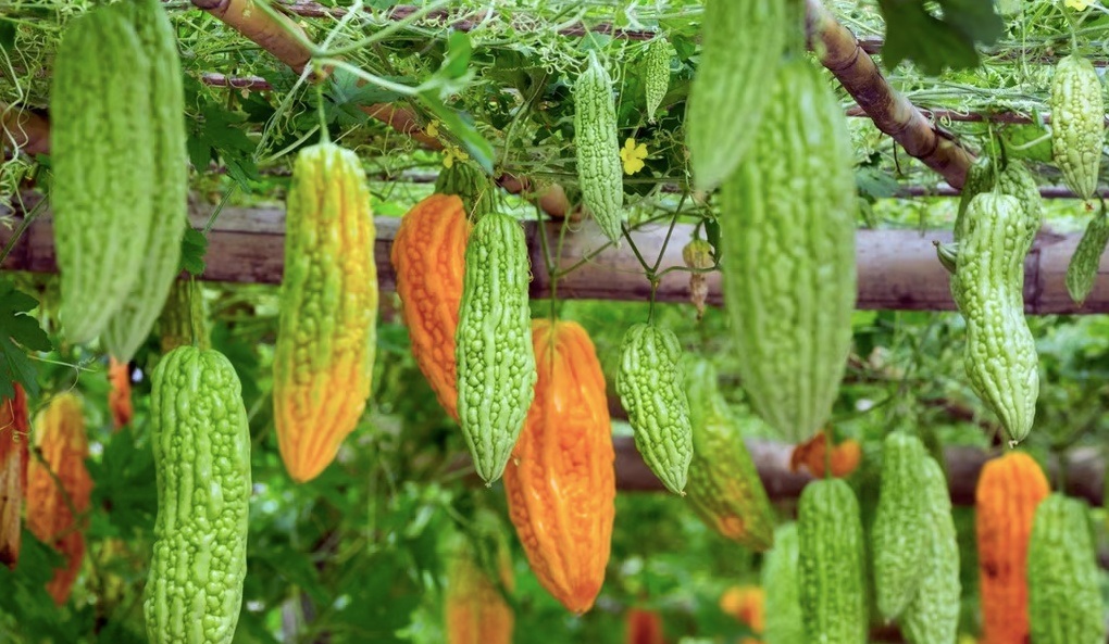 Bittermelone - günstiges Superfood der Vietnamesen - 1 Mướp đắng - siêu thực phẩm giá rẻ của người Việt - 1