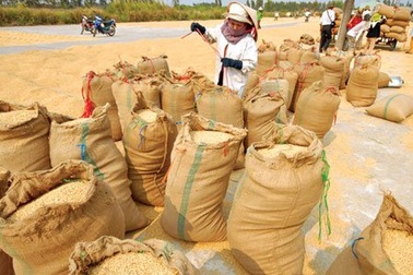 Chính sách mua gạo “khó hiểu” của Trung Quốc
