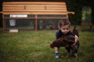 Canada: Dịch vụ cho thuê... gà đẻ trứng