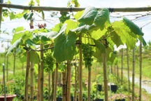 "Sống khỏe" nhờ táo bạo trồng nho trên đất nhiễm mặn