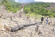 Dân tranh nhau phá rừng, chiếm đất