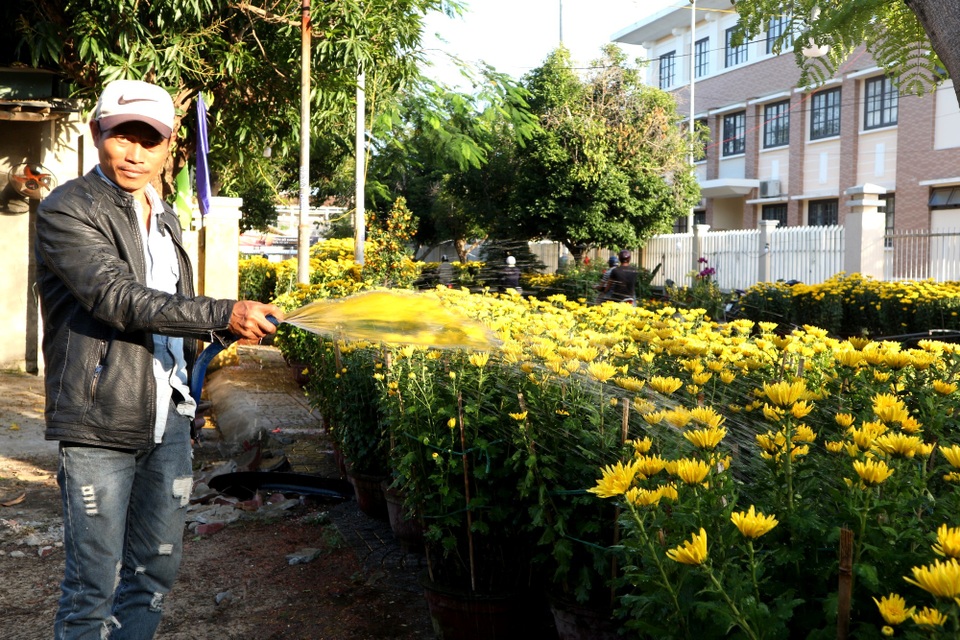 Hội An: Hoa Tết “vỡ trận”, giảm giá vẫn ít có người mua - 3 Hội An: Hoa Tết “vỡ trận”, giảm giá vẫn ít có người mua - 3
