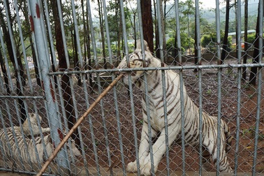 Vụ hổ cắn đứt tay du khách: Có thể xử lý hình sự?