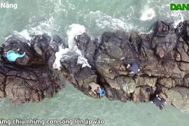 Dậy từ sáng sớm, đội sóng, leo vách đá hái rong mứt