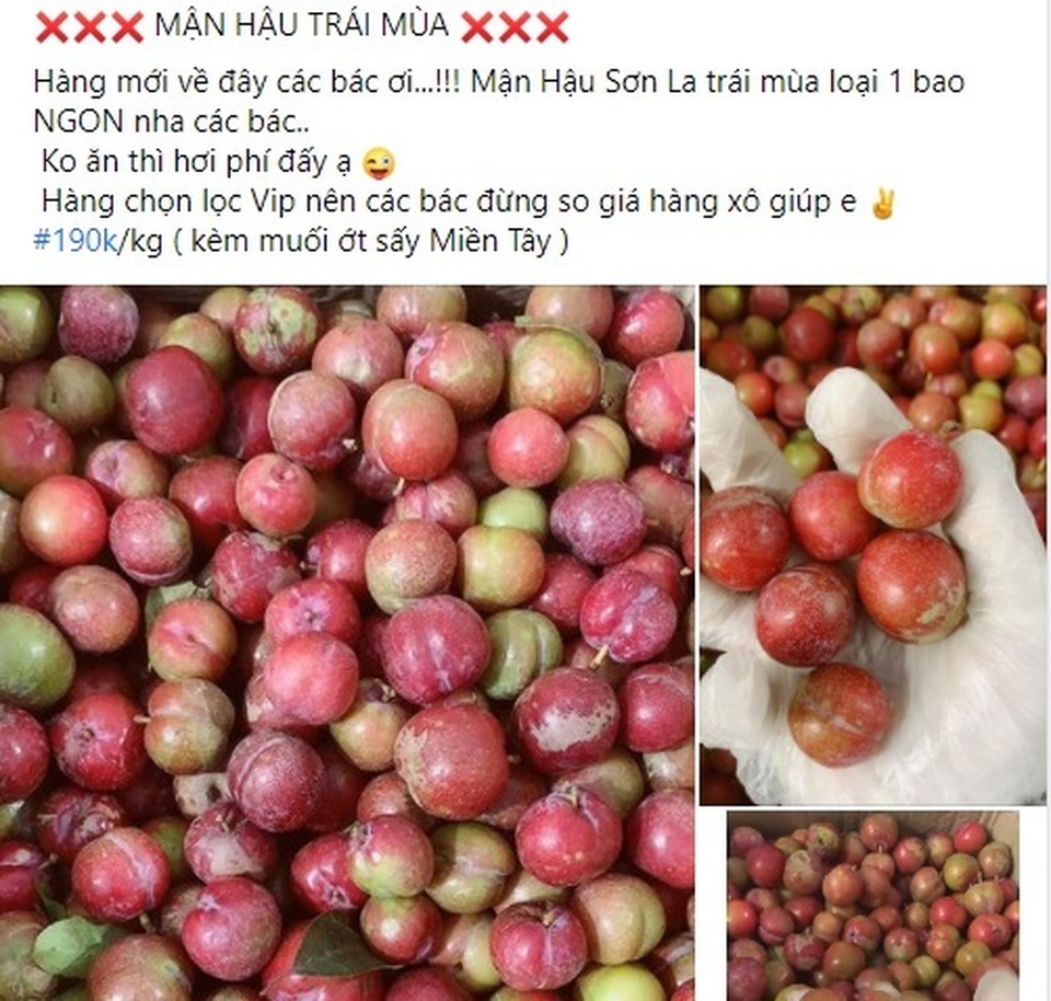 Mận hậu trái mùa, đắt hơn bò Mỹ vẫn hút khách dịp Tết - 3 Mận hậu trái mùa, đắt hơn bò Mỹ vẫn hút khách dịp Tết - 3