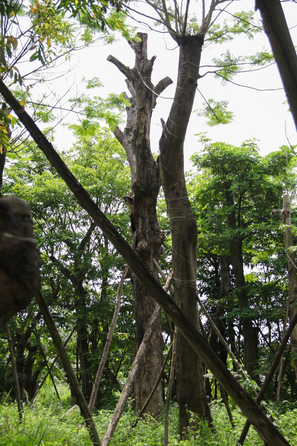 Cảnh chết mòn của hàng cây cổ thụ bị di dời để thi công metro Nhổn - Ga Hà - 11 Cảnh chết mòn của hàng cây cổ thụ bị di dời để thi công metro Nhổn - Ga Hà - 11