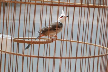 Bắt được chim chào mào “nữ hoàng” đặc biệt quý hiếm