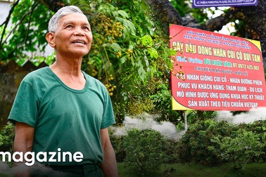 Quyết giữ “lộc phẩm tiến vua”, lão nông thu loại nhãn đắt gấp 10 lần