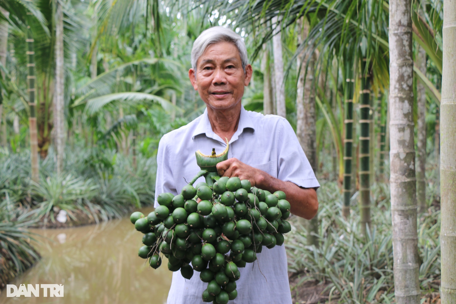 Hết thu mua ở miền Bắc, thương lái đổ về thủ phủ cau miền Tây gây sốt giá - 2