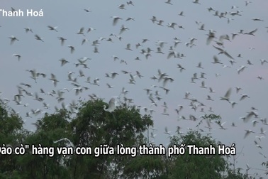 Người đàn ông hơn 20 năm "gọi" hàng vạn con cò về giữa lòng thành phố