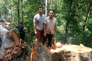 Xác định 2 đối tượng xẻ thịt rừng phòng hộ Đăk Mi