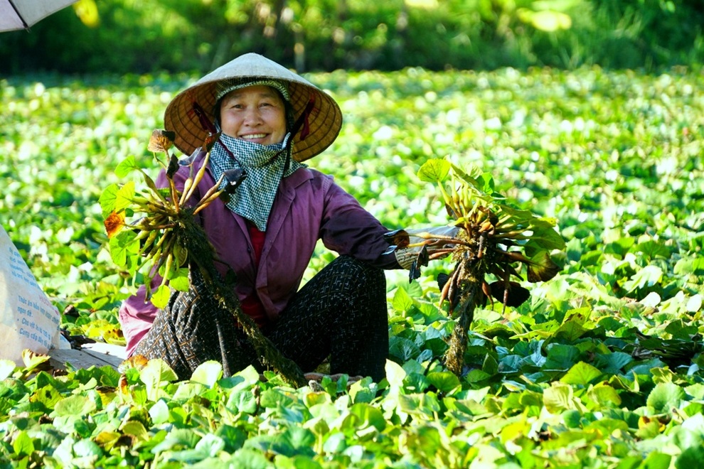 Kiếm vài chục triệu đồng mỗi vụ nhờ thứ củ có hình thù giống... sừng trâu - 3 Kiếm vài chục triệu đồng mỗi vụ nhờ thứ củ có hình thù giống... sừng trâu - 3