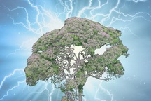 Loài cây dị biệt biết "gọi sét" để tiêu diệt đối thủ cạnh tranh