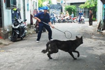 Mua dầu gió, rắc ớt bột "trị" chó thả rông cũng… không yên với hàng xóm