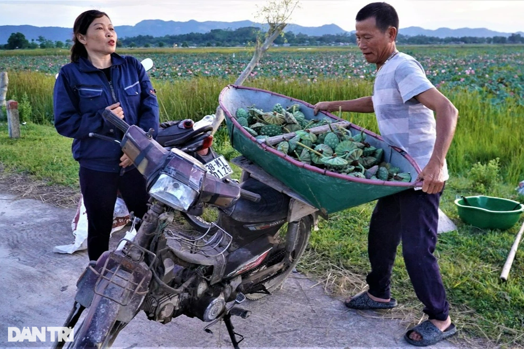 Ngâm mình trong bùn hái đài sen, thu hàng chục triệu đồng - 9 Ngâm mình trong bùn hái đài sen, thu hàng chục triệu đồng - 9
