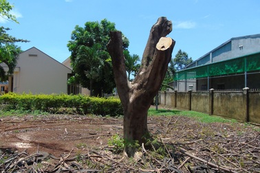 Đắk Lắk: Hàng loạt cây phượng bị đốn hạ, cắt trụi giữa sân trường