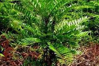 Bá bệnh - Cây thuốc quý cho sức khỏe quý ông