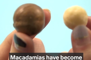 Điều gì khiến “Mắc Ca” trở thành loại hạt đắt nhất thế giới?