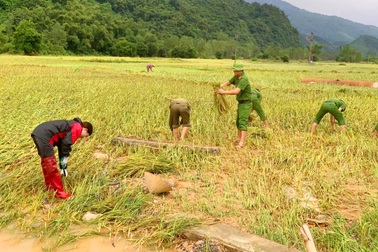 Công an xuống đồng giúp dân gặt lúa "chạy đua" với bão Bualoi