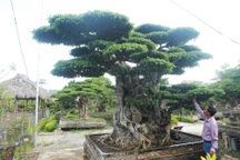 Ngọn cây sanh giá 28 tỷ đồng, vậy gốc cây đáng giá bao nhiêu?