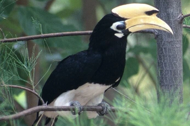 TPHCM: Cụ ông 72 tuổi bàn giao loài chim "cái gì nó cũng ăn" cho kiểm lâm