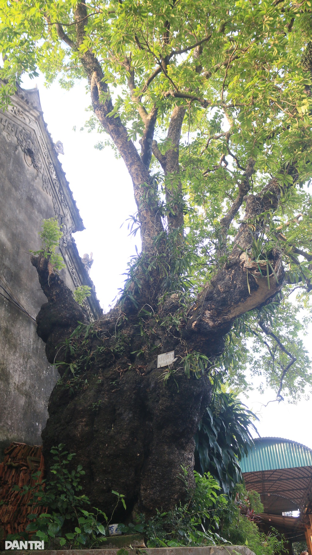 Cận cảnh cây thị 992 năm tuổi có gốc xù xì, chứa được cả người trong thân - 2 Cận cảnh cây thị 992 năm tuổi có gốc xù xì, chứa được cả người trong thân - 2