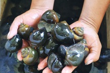 Cựu quân nhân thắng lớn với con "siêu đẻ" sau nhiều thất bại