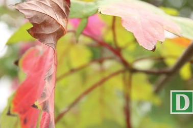 Hàng phong lá đỏ tại Hà Nội bất ngờ khoe sắc