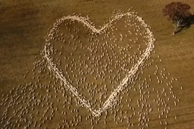 Anh nông dân xếp đàn cừu thành hình trái tim để tưởng nhớ người dì đã khuất