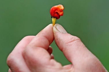 Kỳ lạ loài ớt bé nhỏ nhưng cay nhất trần gian, có thể gây chết người