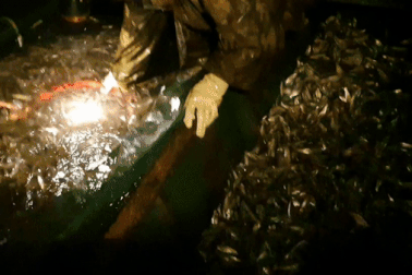 Đã mắt những mẻ vó đèn, mỗi lần kéo gần cả tấn cá