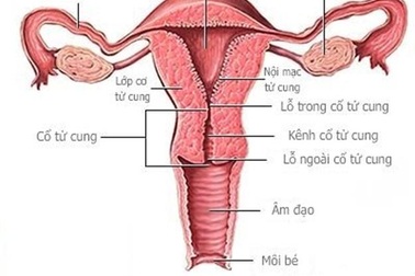 PGS.TS Vũ Bá Quyết giải đáp thắc mắc về lựa chọn dung dịch vệ sinh