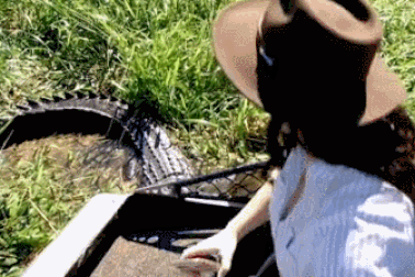 Hình ảnh động vật nổi bật: Nữ phóng viên bất ngờ bị cá sấu lao đến tấn công