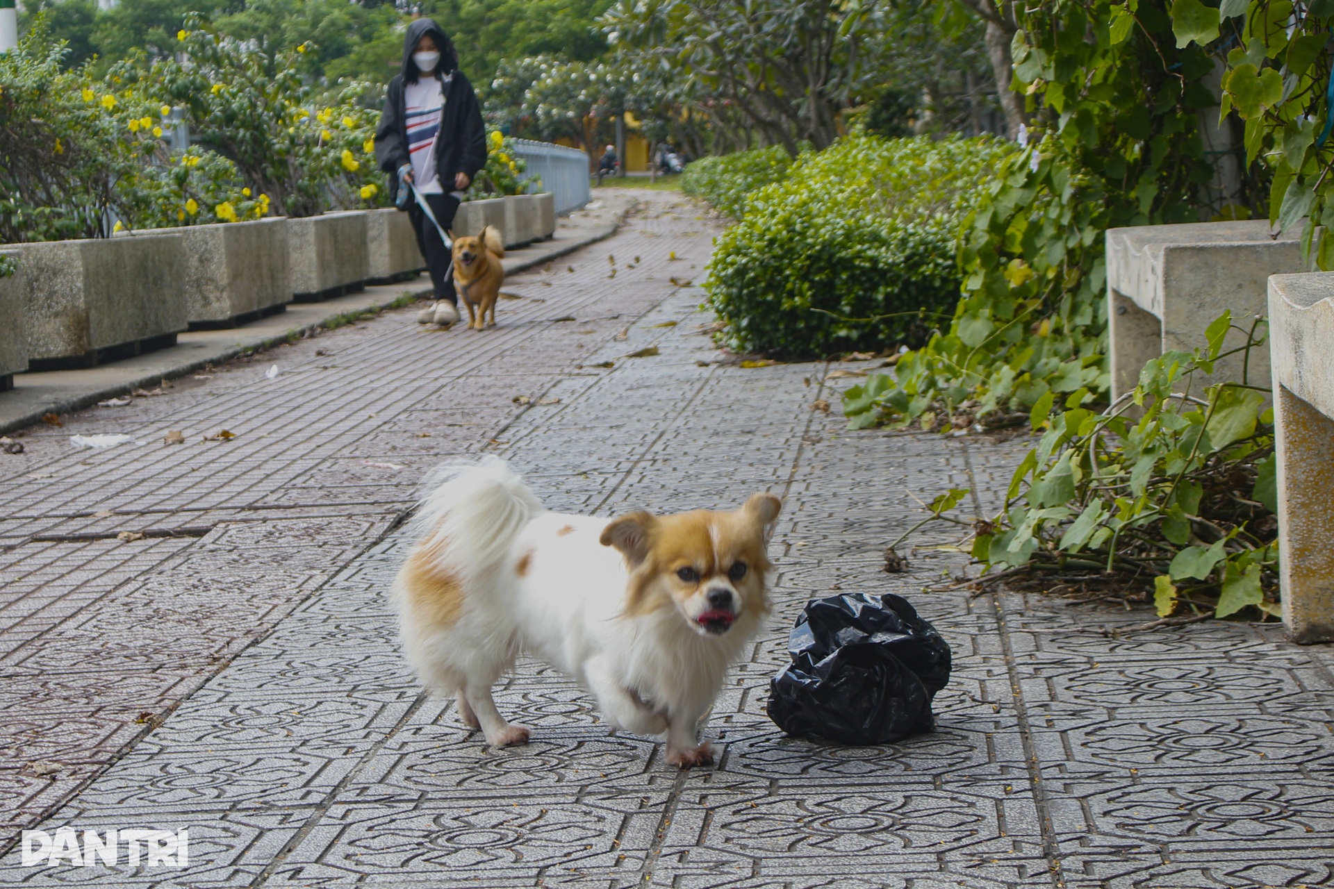 Nỗi ám ảnh từ chó không rọ mõm, phóng uế bừa bãi ở TPHCM - 1