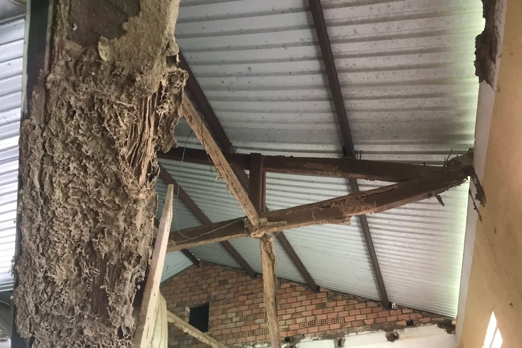 Sập toàn bộ trần của phòng học do xà gồ bị mối mọt - 2 Sập toàn bộ trần của phòng học do xà gồ bị mối mọt - 2
