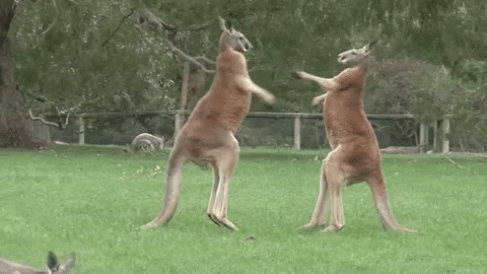Vũ khí bí mật của kangaroo thực ra không phải là đấm bốc - 1 Vũ khí bí mật của kangaroo thực ra không phải là đấm bốc - 1